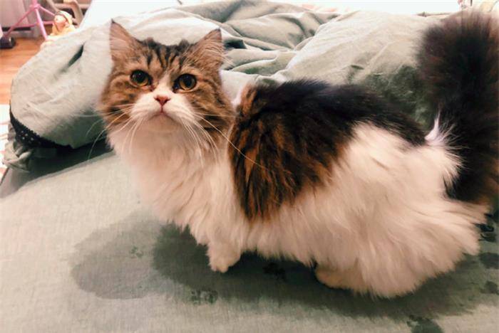 矮脚猫雨天不老实,竟在铲屎官床上留下多道梅花印