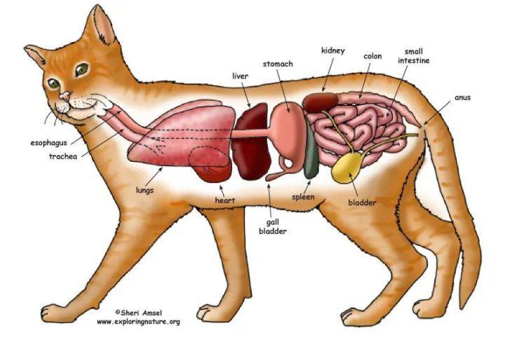 所以掌握一些触诊技术,可以摸一摸猫咪膀胱是否肿胀憋尿,或者肠道