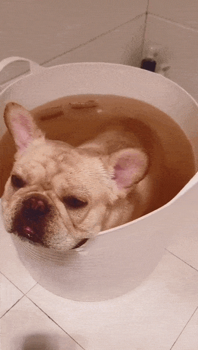 原创狗狗在水桶里放了个屁, 铲屎官看到气泡笑到抽筋