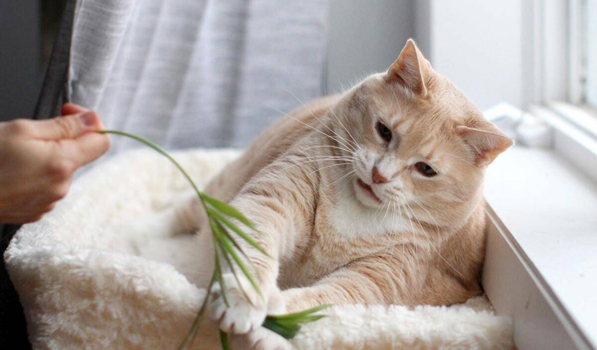 原创猫咪遭到斥责会背对主人,高傲地拒绝看主人,不过猫真正在做什么
