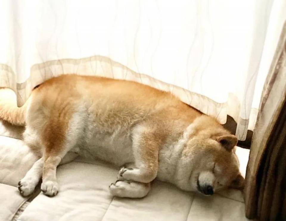 流浪柴犬被收养后,六年间竟变成这样…肉都要溢出屏幕啦_maru