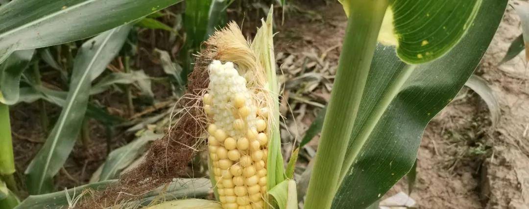 预防玉米秃尖,主要做好这三点,每亩可增产300～600斤