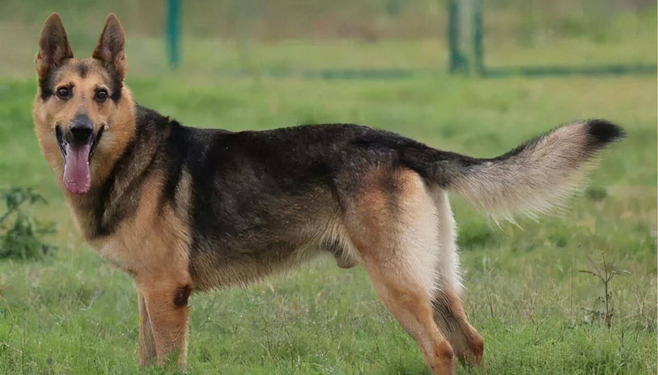 全世界公认5大"出色警犬",中国犬种榜上有名