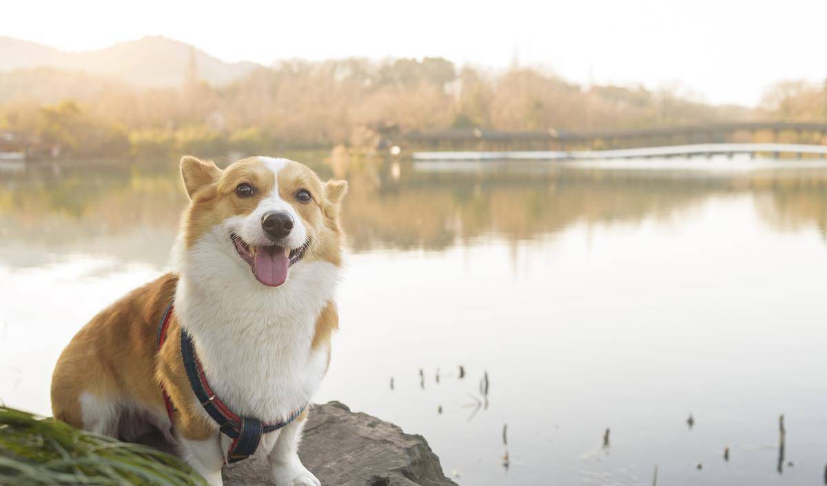 阳光明媚的夏日 彭布罗克威尔士柯基犬图片狗 责任编辑