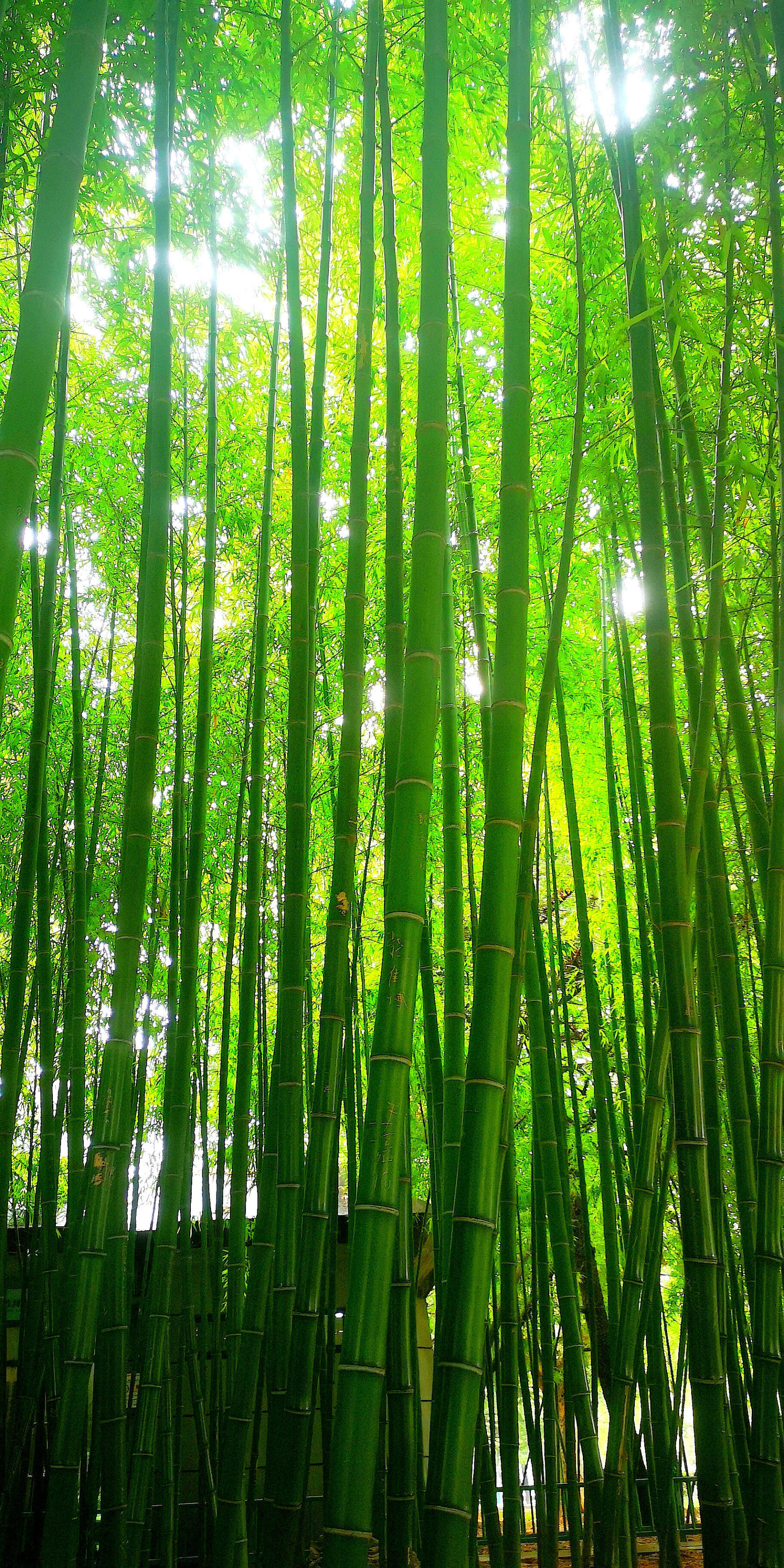 河南虞城:夏日大竹林 美丽郭土楼_金辉