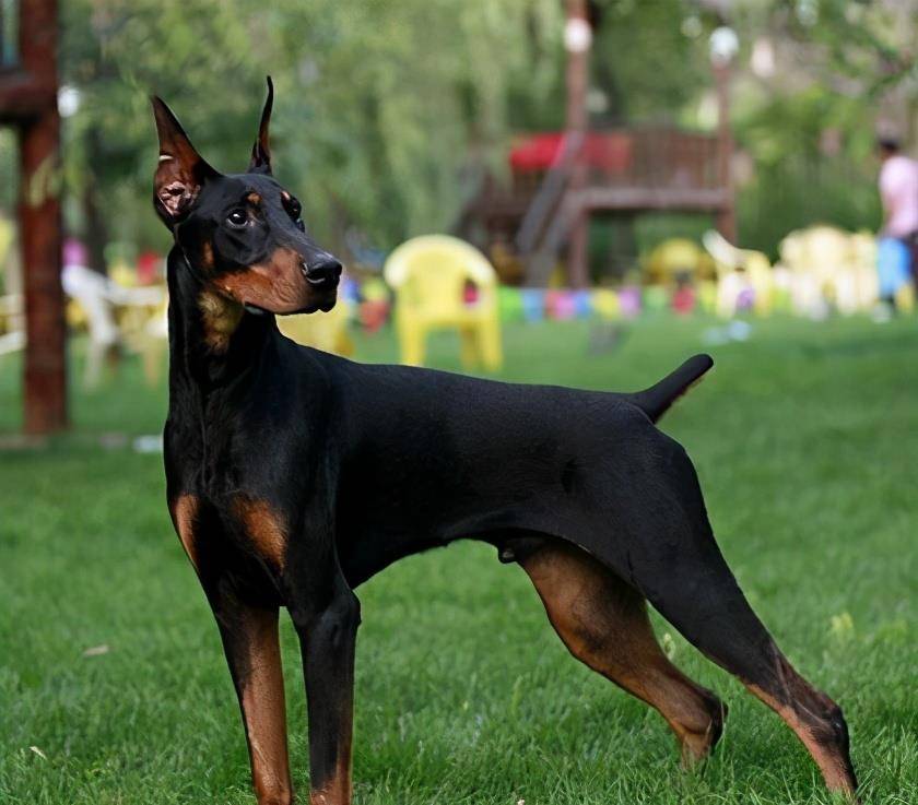 全世界公认5大"出色警犬",中国犬种榜上有名