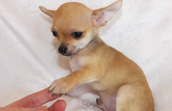 盘点世界超小型犬吉娃娃,据说是美国最受欢迎的12种犬