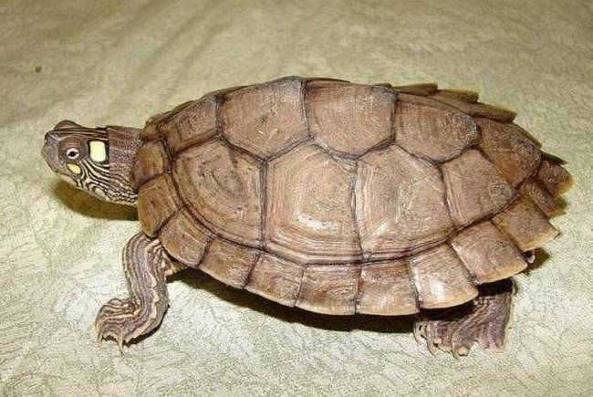 原创世界上十大最凶的乌龟, 第一名一不小心就能把船打翻