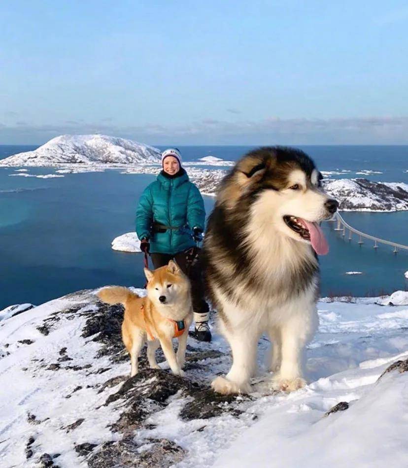 养一只大型犬,是什么样的体验? 这巨大的阿拉斯加,看起来多威风!
