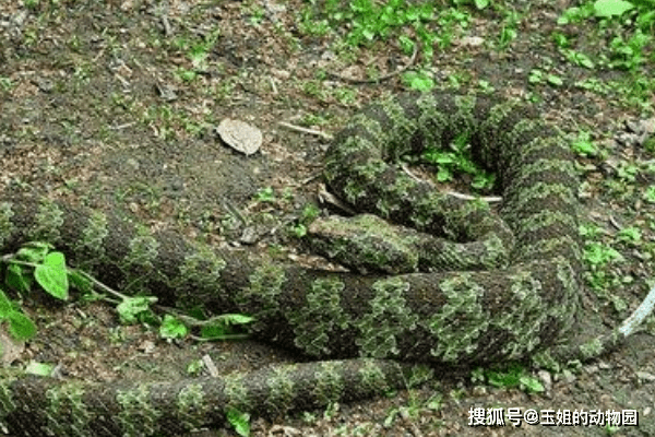 也让人尽皆知,名声大噪,甚至还有人给它加上了中国"第一"毒蛇的称号