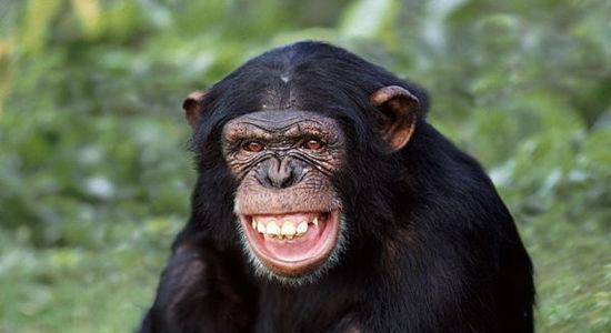 而这个被人类在非洲发现的名为奥利弗的黑猩猩