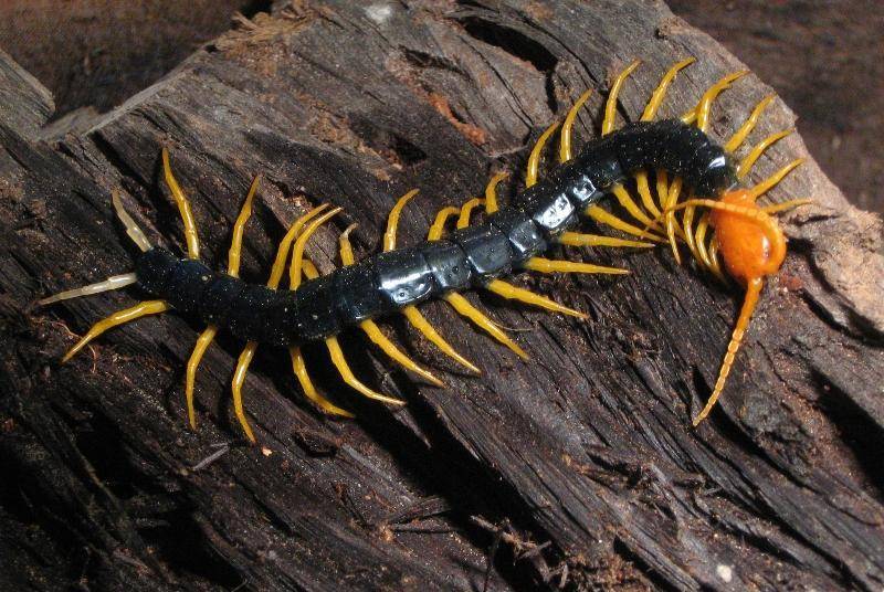 原创世界最可怕的十种蜈蚣, 体长近半米实在太吓人