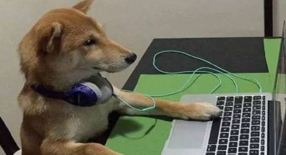 女主生病,柴犬不仅不安慰女主,还学女主玩电脑,气坏了
