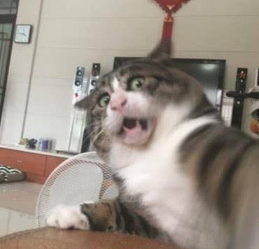 搞怪猫咪快掉下床,主人却忙着拍它狼狈一幕,画面让人笑出腹肌