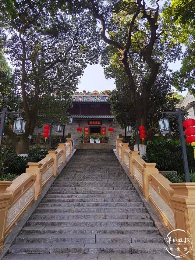 800年的古书院里,藏着广州最老的荔枝树,居然还能结两