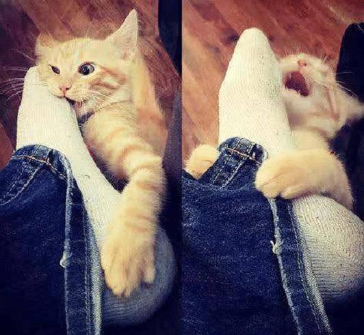 原创猫咪特爱啃人的脚趾,到底是怎么回事,有什么好方法阻止猫呢?
