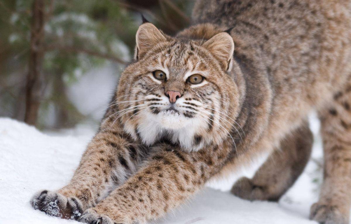 辟谣短尾猫也是一种猞猁猞猁天线更长短尾猫更威猛