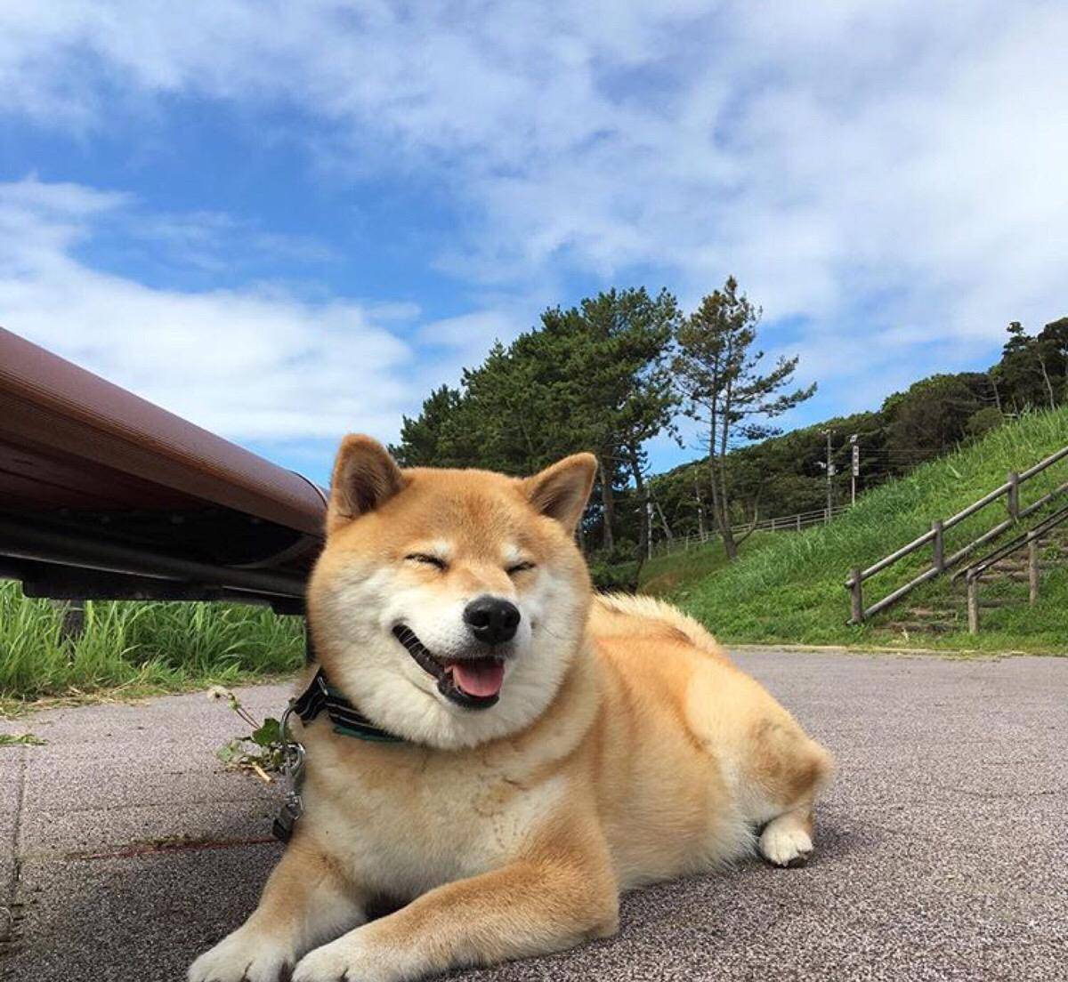 原创可爱柴犬表情包铺天盖地,喂养的人却凤毛麟角,到底为什么呢