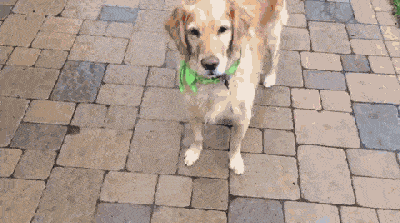 ▼ 话说,难道训练狗狗接东西,真的是一个不可能完成的任务么?