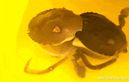 螃蟹脱壳原来是这个样子 现场目睹全过程