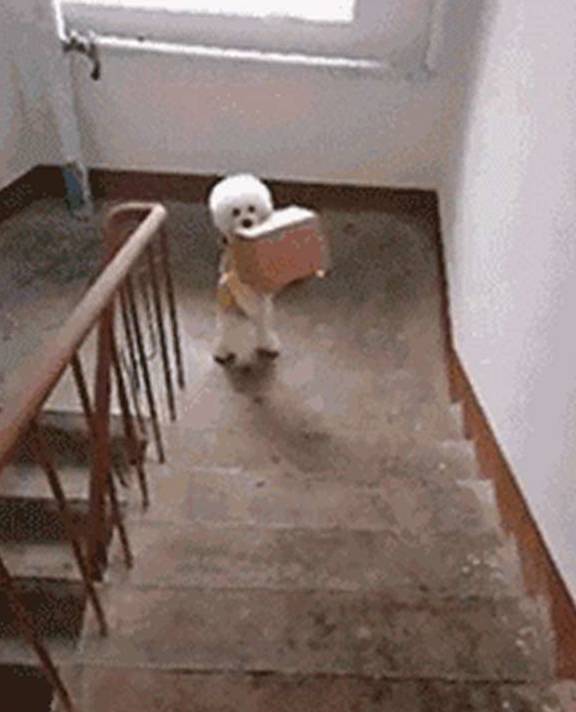 搞笑gif:哥们,你家里这么脏,别人还敢进门吗?