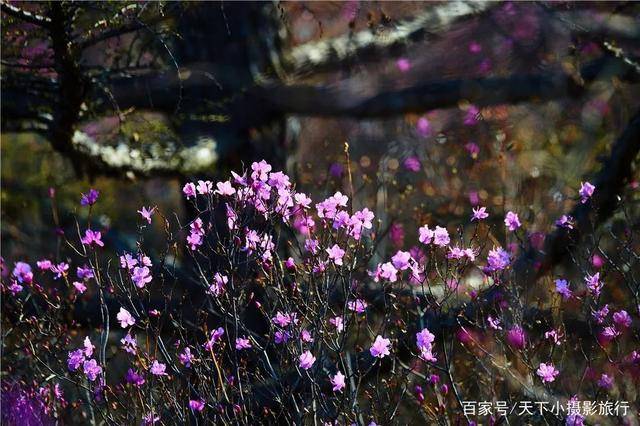 达尔滨湖,杜鹃花开成海