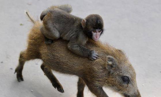 原创动物园版的西游记:猴子与猪成了好朋友,每天都会骑在猪背上玩耍