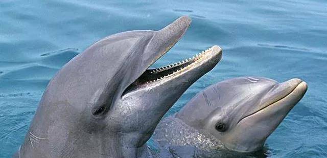 网红徐州海底世界,可爱的小海豚和漂亮的美人鱼可不能
