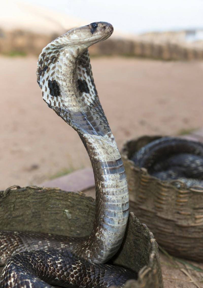 论证:眼镜王蛇是眼镜蛇里的王者吗?它们是同一物种吗?
