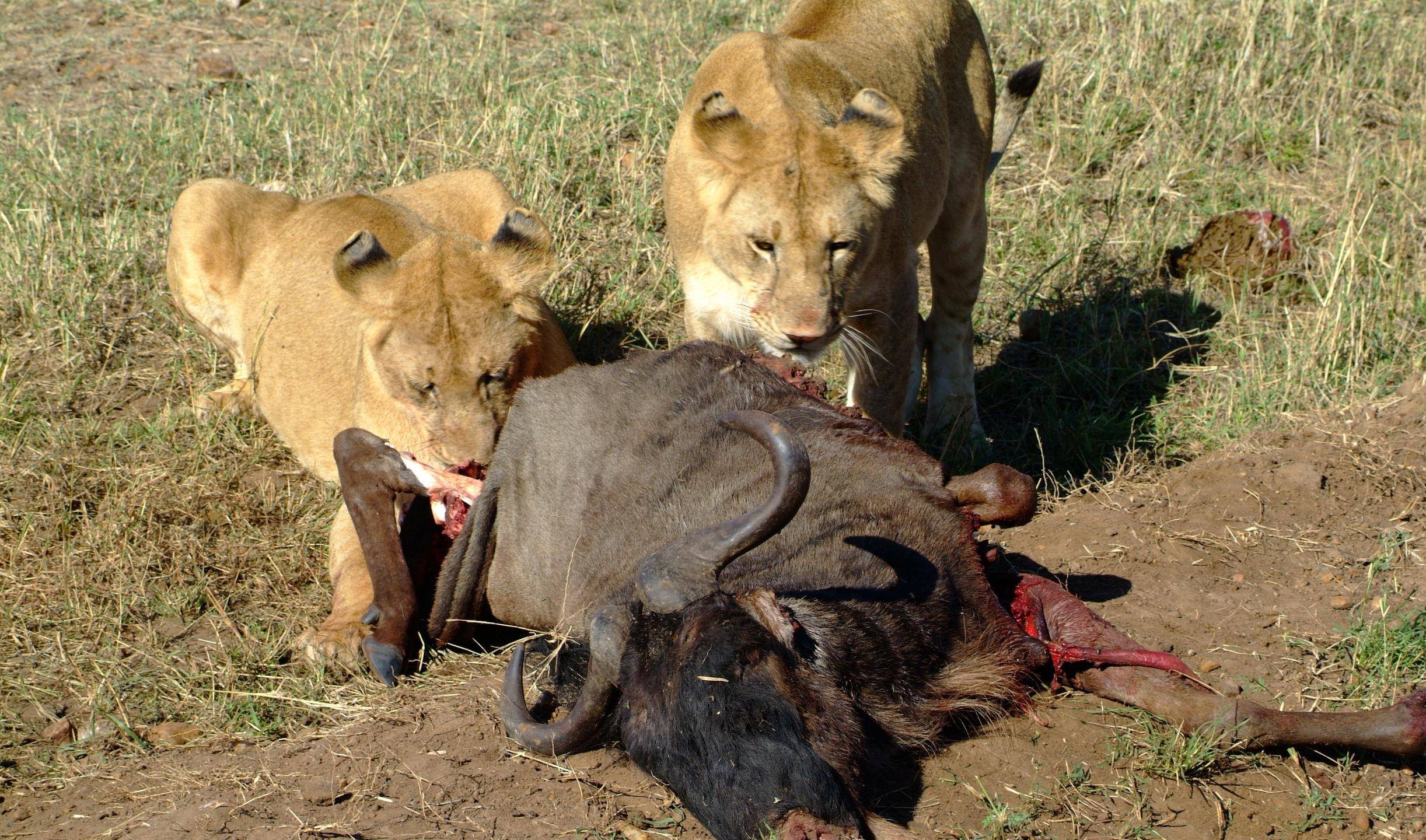 直击:动物界里的弱肉强食