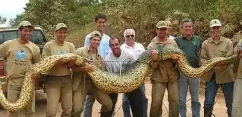 走进亚马逊:带你认识一下世界上最大的"蛇"!