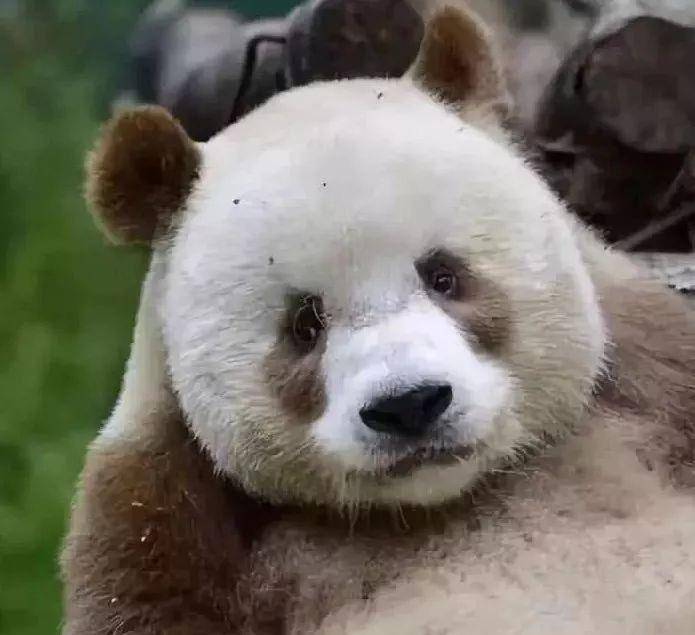 萌萌哒"七仔"!全球唯一圈养棕色大熊猫被终身认养啦