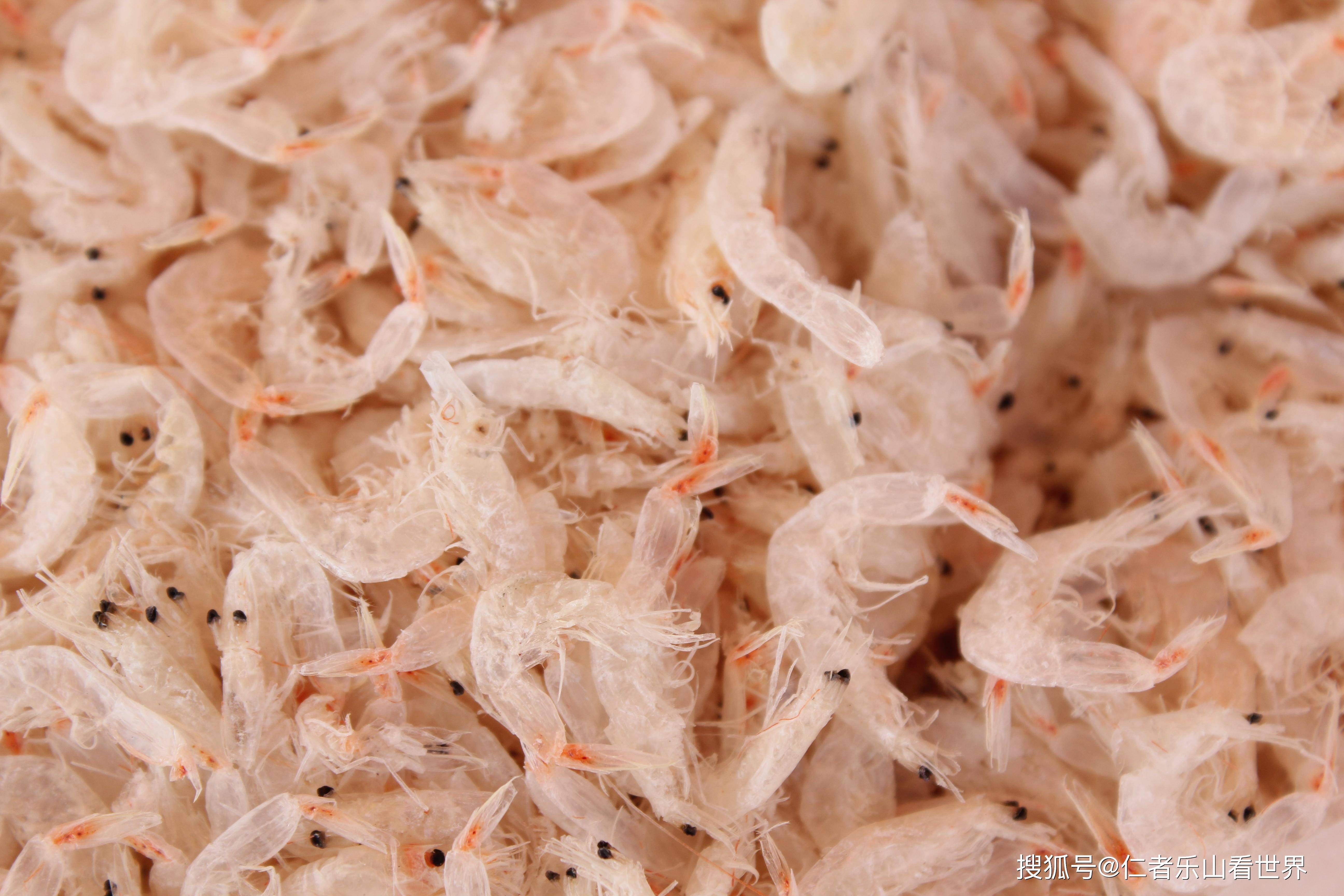 虾皮是毛虾的干制品