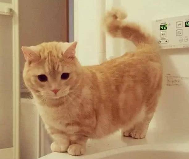 这是一只"胖出境界"的橘猫,网友:肚皮都能贴到地板上啦!