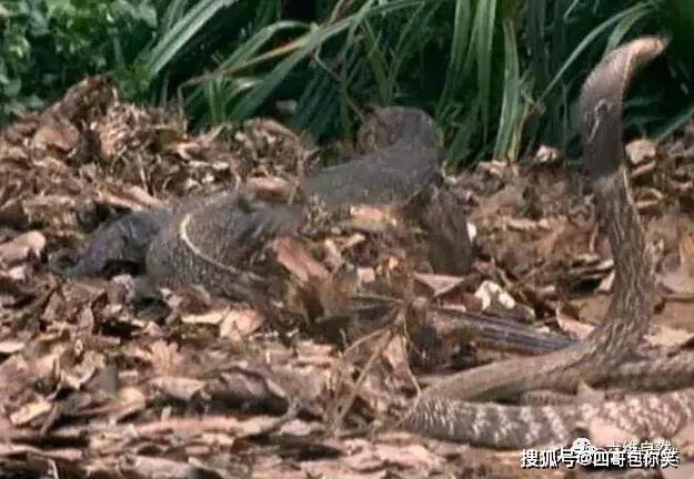 原创科莫多巨蜥对决眼镜蛇两者气势很足结果很意外