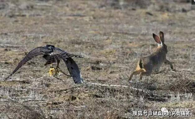 老鹰猎食野兔,竟然中了一招"兔子蹬鹰"