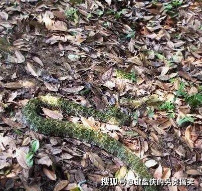 8斤莽山烙铁头对决2斤眼镜蛇,最终不敌,靠人出手救巨型毒蛇
