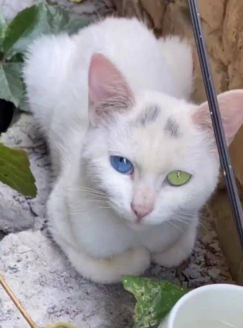 绑架了一只流浪小土猫没想到竟逼疯了14万网友