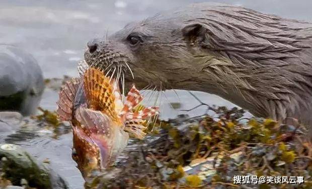 蛇有毒都逃不过蜜獾,狮子鱼有毒也难逃"水中蜜獾"猎杀