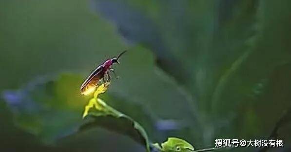 长得像萤火虫的虫子,是一种可怕害虫,危害植物还具有毒素攻击