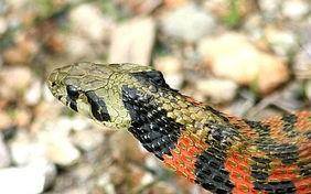 原创虎斑颈槽蛇身怀多技体含剧毒为何还有人说它是无毒蛇