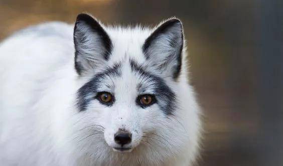 原创世界各地非常漂亮的10种狐狸