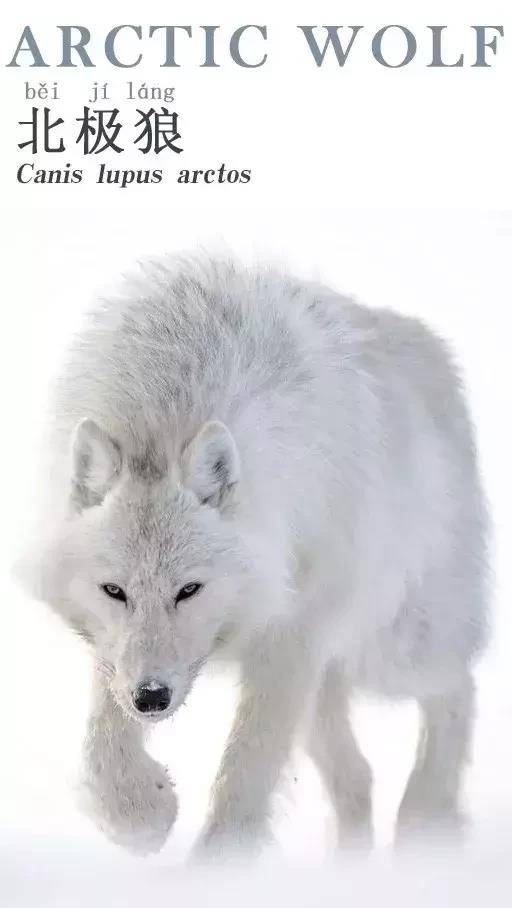 灰狼的亚种-北极狼