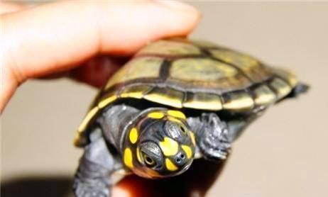一日一龟——黄头侧颈龟