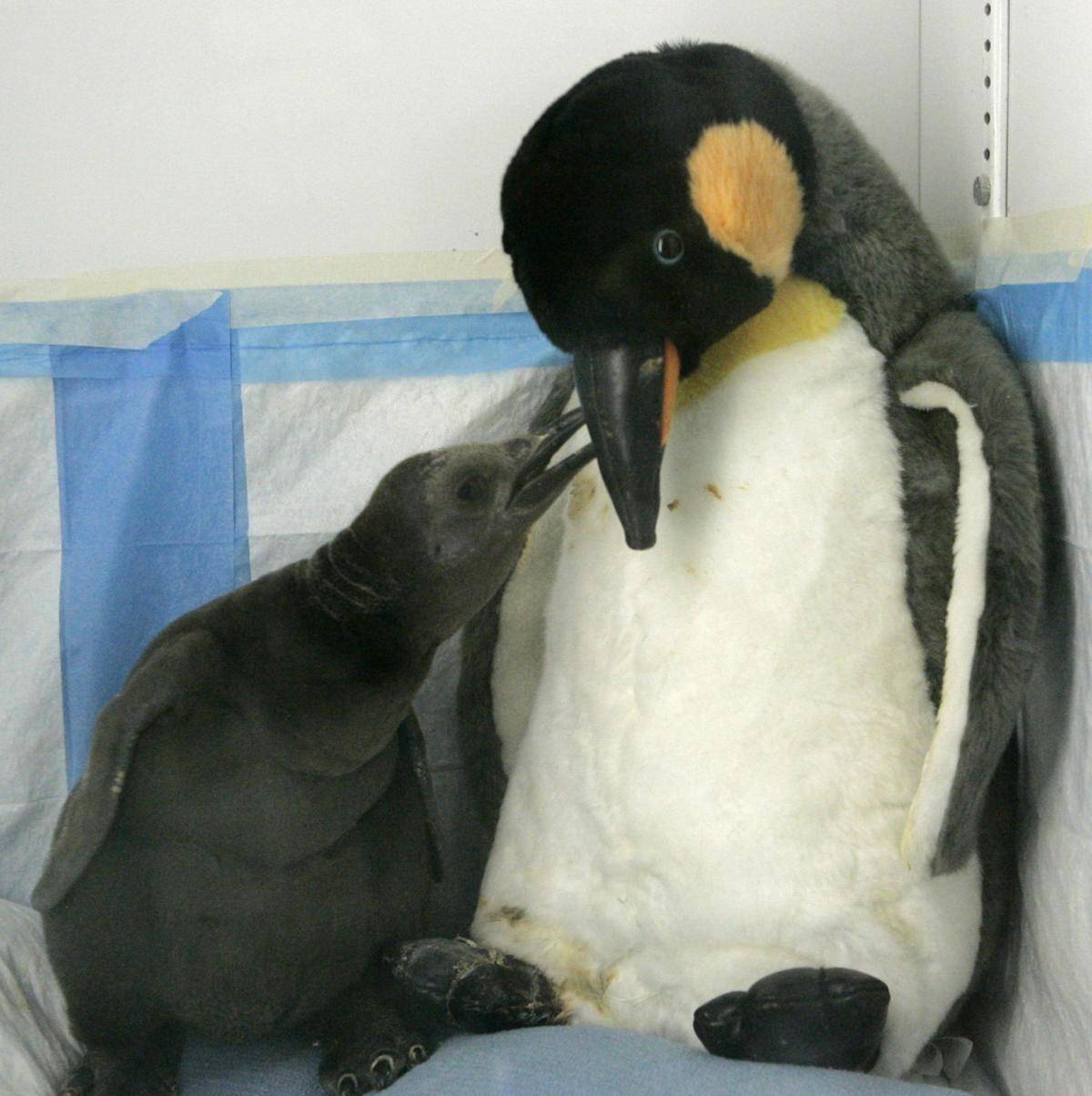 16张照片庆祝世界企鹅日