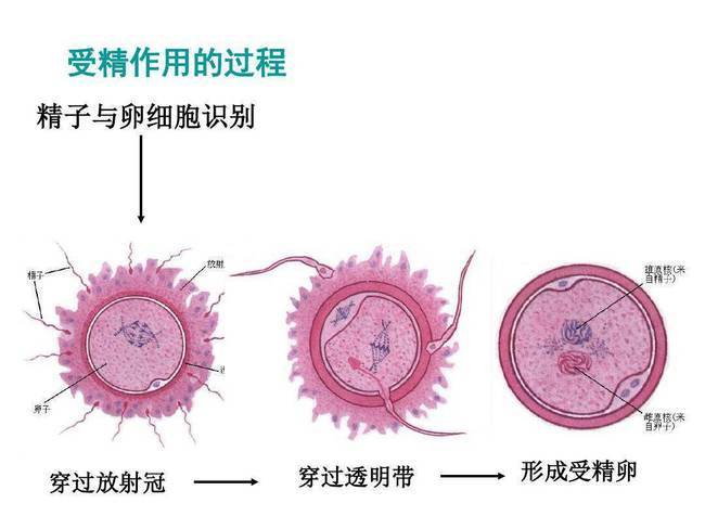 原创当精子遇到卵子的那一刻,竟然会发出明亮的光芒,这意味着什么?