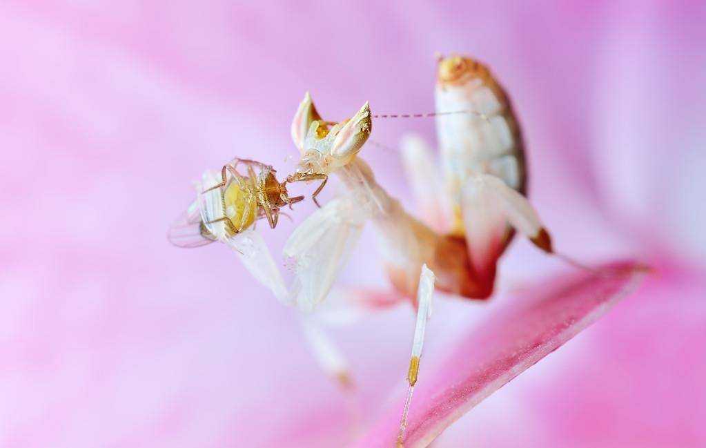 区别于魔花螳螂霸气的外表,兰花螳螂的颜值就是"小仙女"无疑了,它们