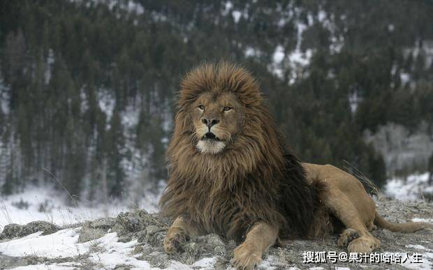 也叫北非狮,阿特拉斯狮,是狮子的知名亚种和最早被欧洲人所认知的