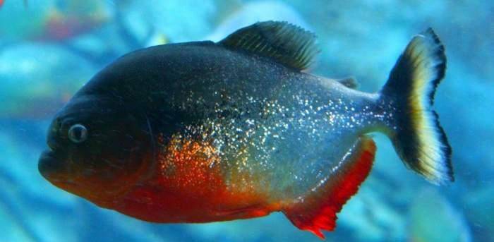 食人鱼并非亚马逊河流霸主, 因为存在着一种更恐怖的鱼, 堪称流氓, 被