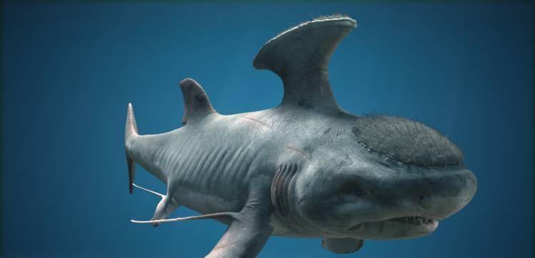 鲨鱼的祖先是啥样的?有的巨大,有的怪异,盘点十大史前